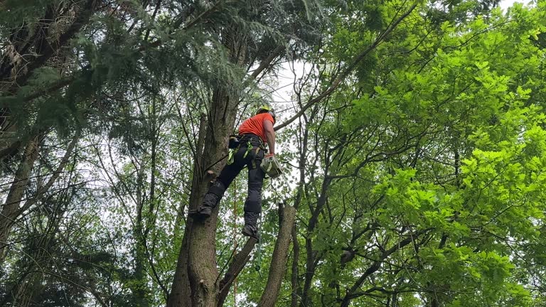 Best Tree Removal Services  in Downingtown, PA